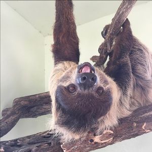 Meet your Posher, Annabella